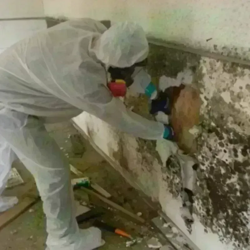 Mold Remediation and Removal in Johnson City, NY